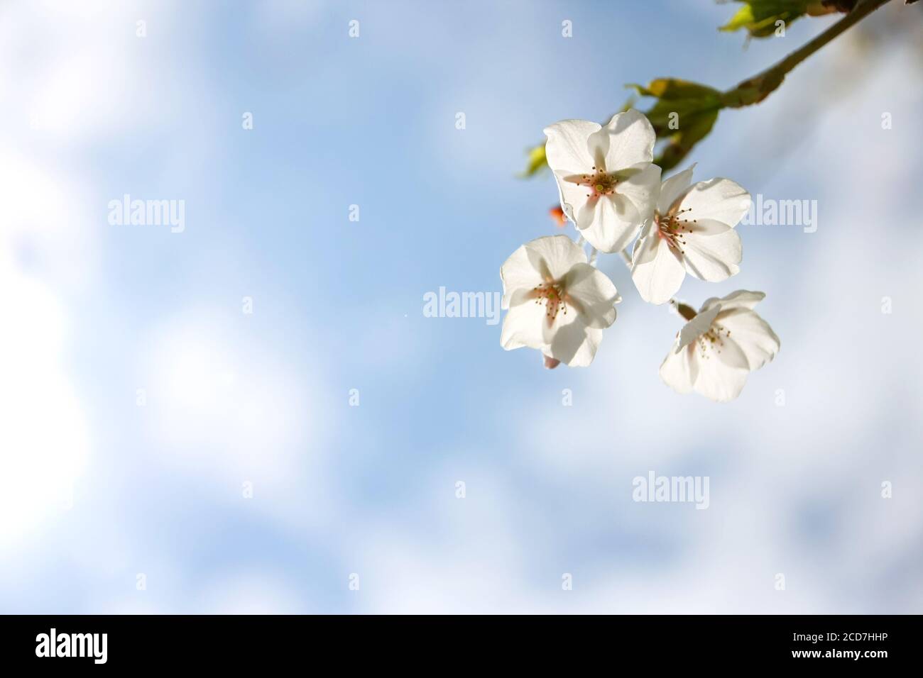 High park cherry blossom hi-res stock photography and images - Alamy