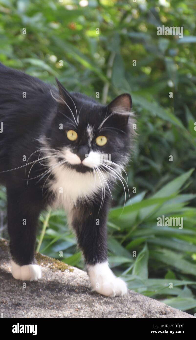 wild black and white cat in a garden, Issoire, France Stock Photo