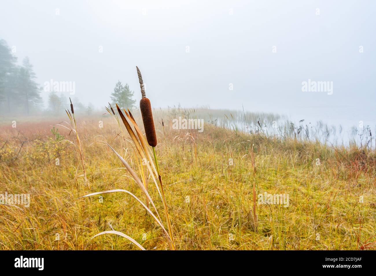 Bulrush on the marsh by a lake Stock Photo