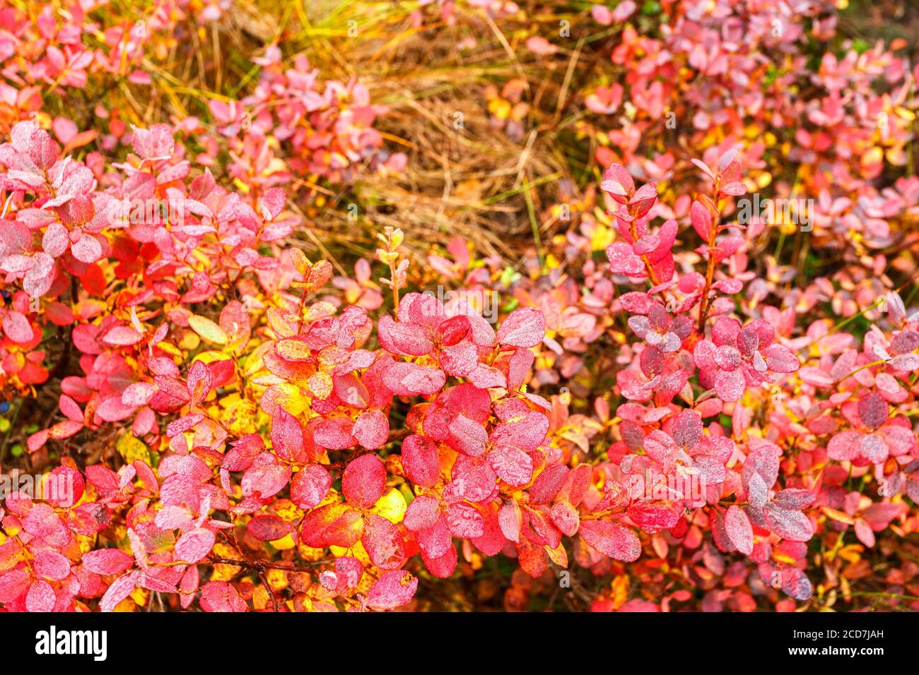 Red autumn leaves on blueberry bushes Stock Photo - Alamy