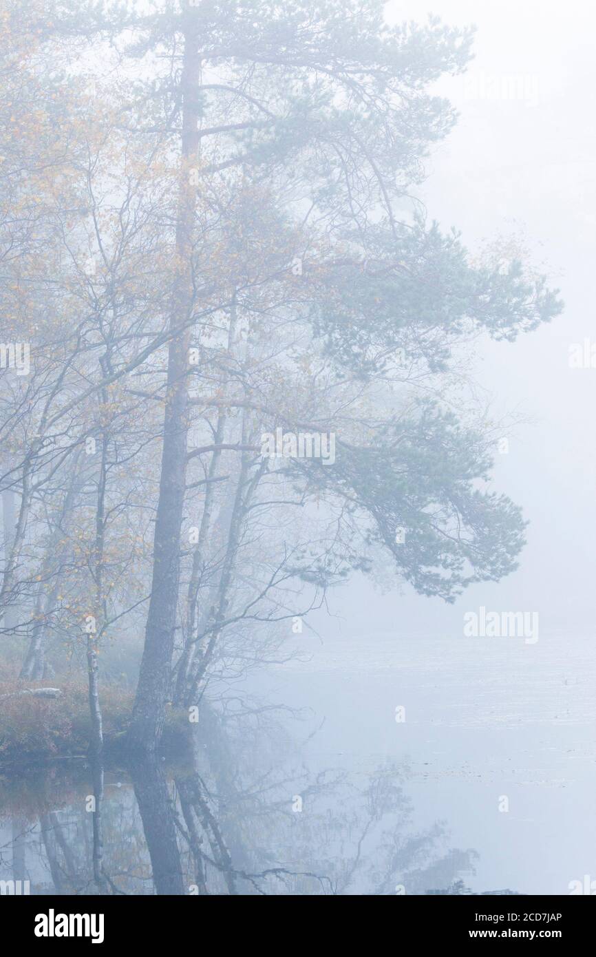 Pine trees in fog on a lake Stock Photo