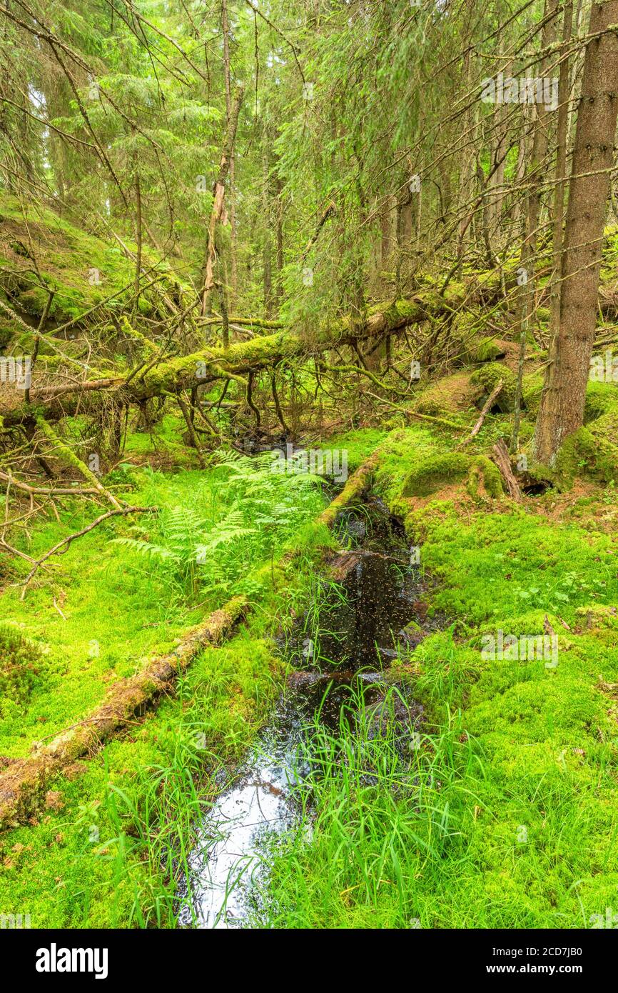 Small Forest Creek in the wilderness with fallen trees Stock Photo