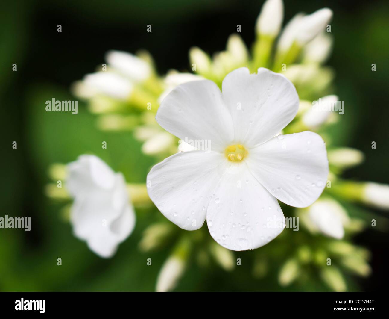 Close up of a white phlox flower with raindrops on the petals in Bebra Gardens Knaresborough North Yorkshire England Stock Photo