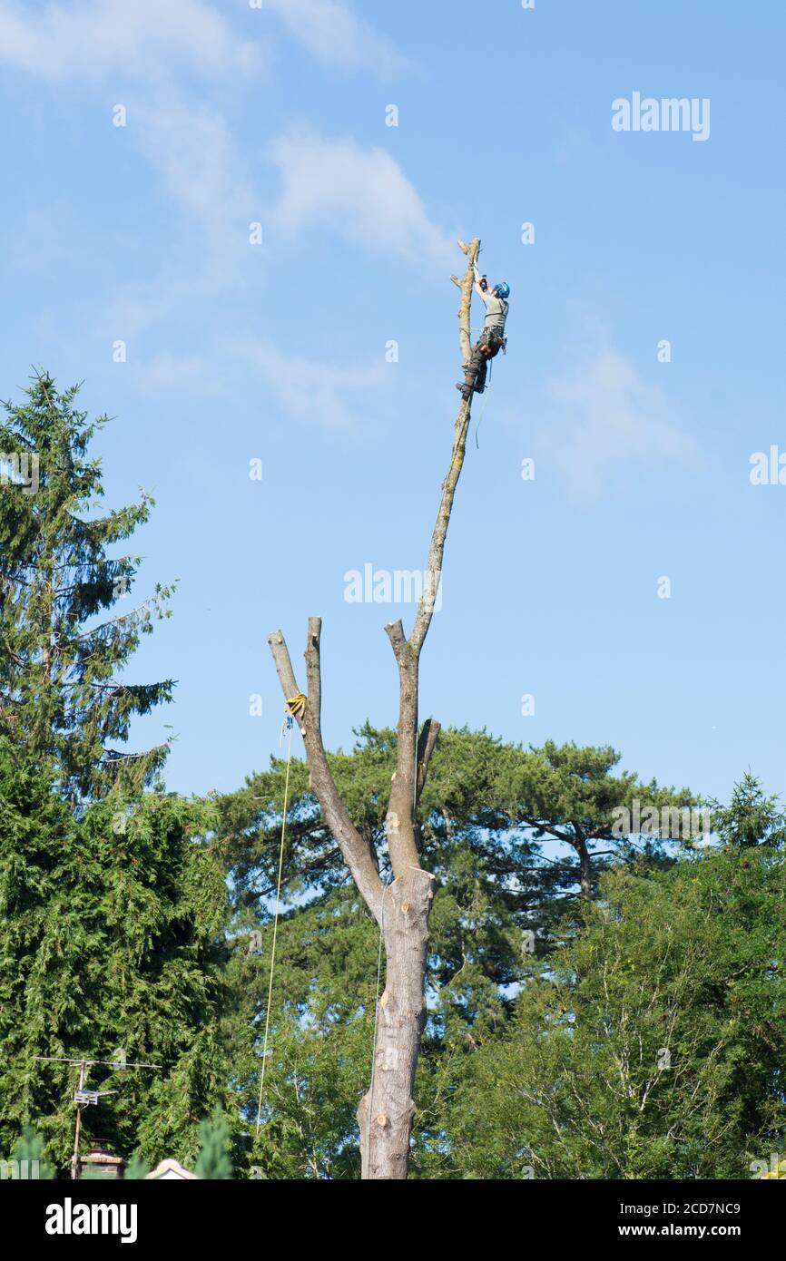 tree surgeon with chain saw at top of a tall tree taking down its main trunk, UK. Stock Photo