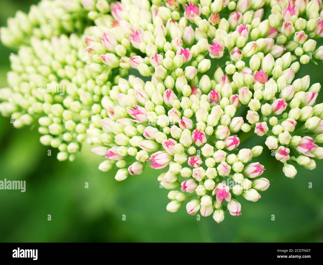 Close up of sedum flowers beginning to open in Bebra Gardens Knaresborough North Yorkshire England Stock Photo