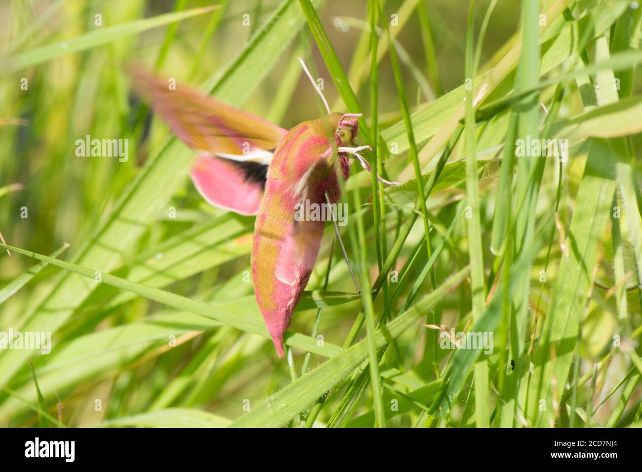 Vibrating wings hi-res stock photography and images