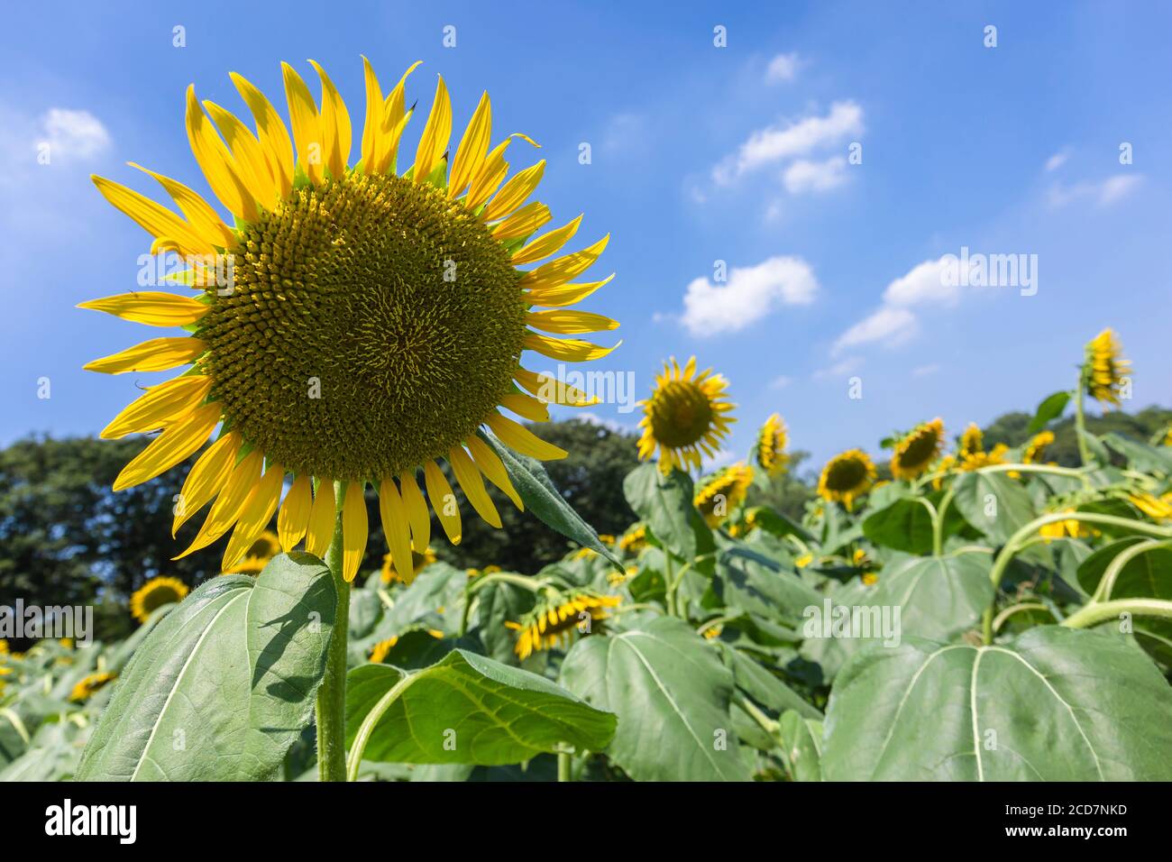 Japan flower fields hires stock photography and images Alamy