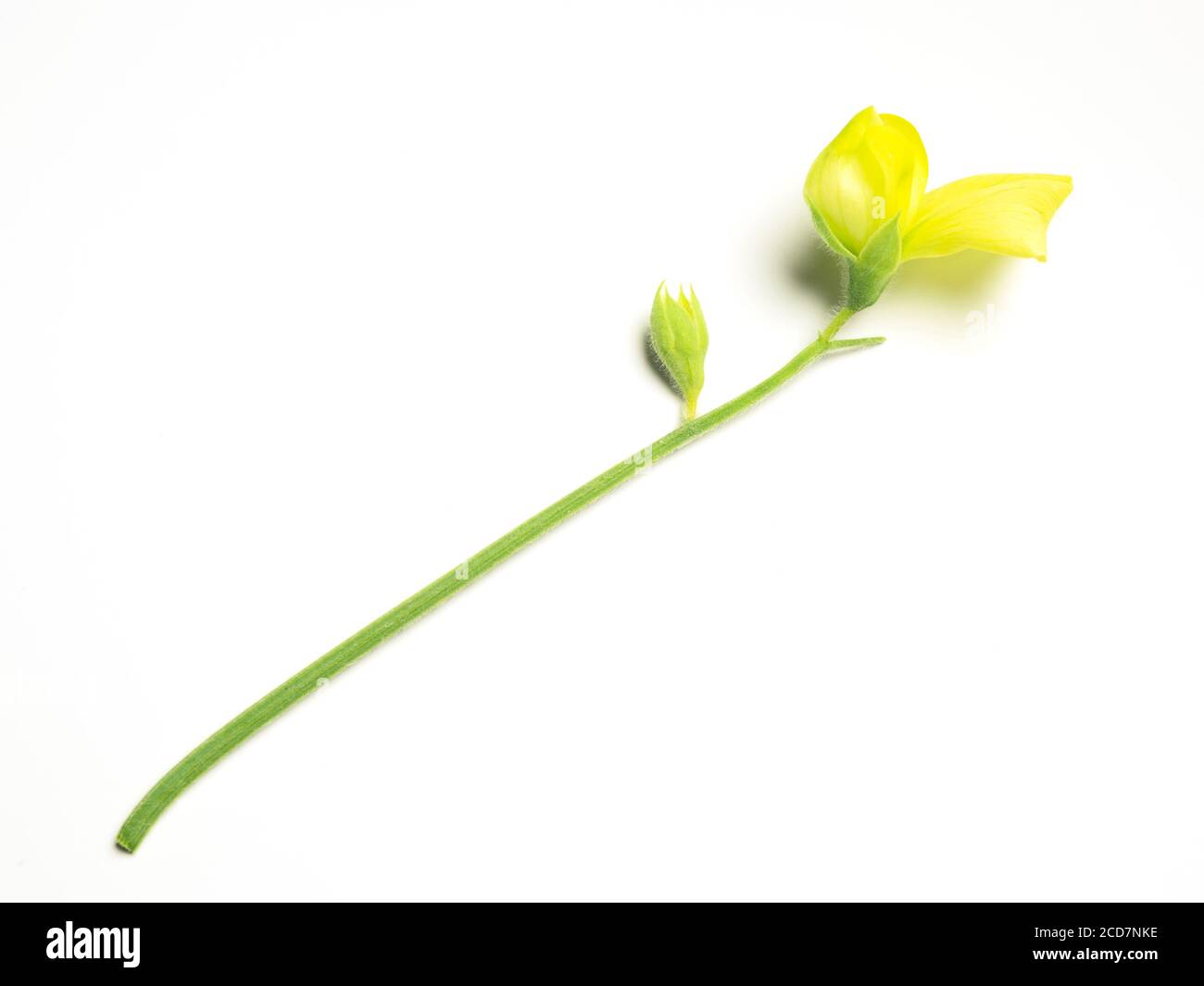 Lathyrus chloranthus yellow sweet pea flower isolated on a white background with copy space Stock Photo
