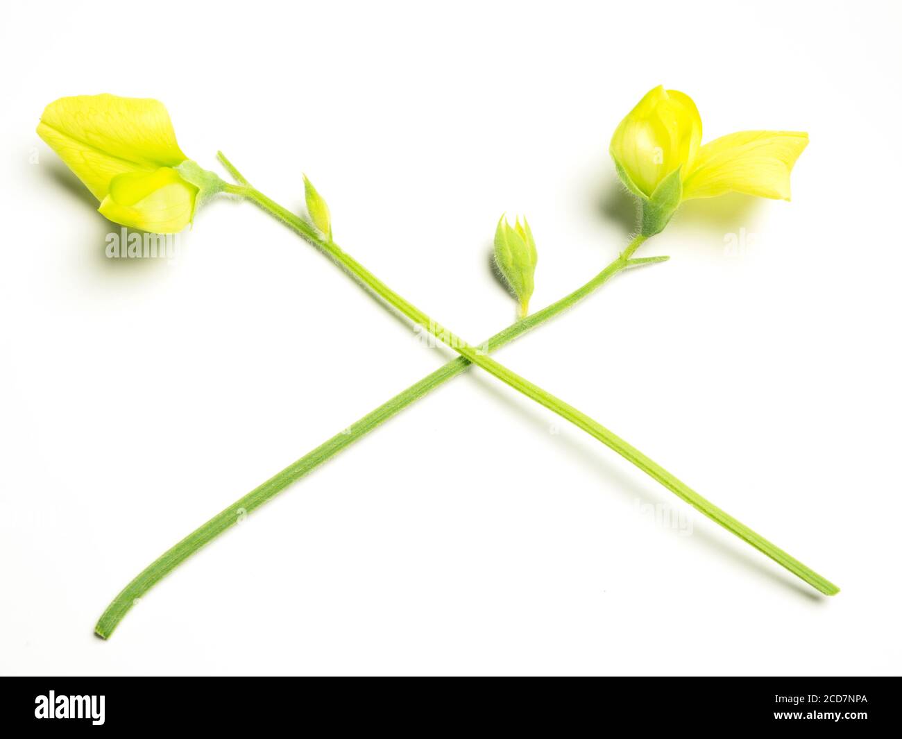 Two yellow sweet pea flowers hires stock photography and images Alamy