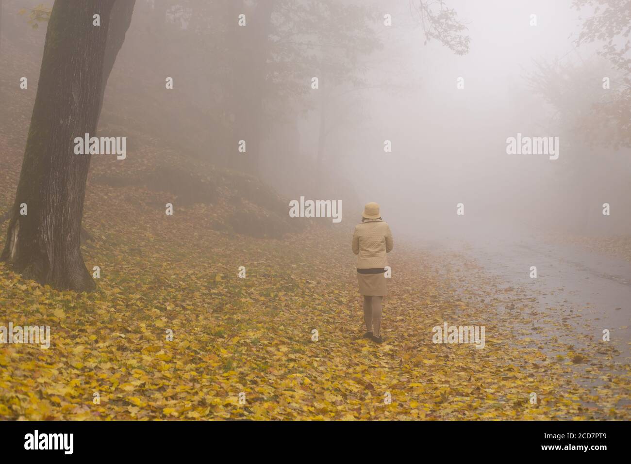 Woman Walking on a Foggy Road in Autumn with Yellow Leaves in Switzerland. Stock Photo