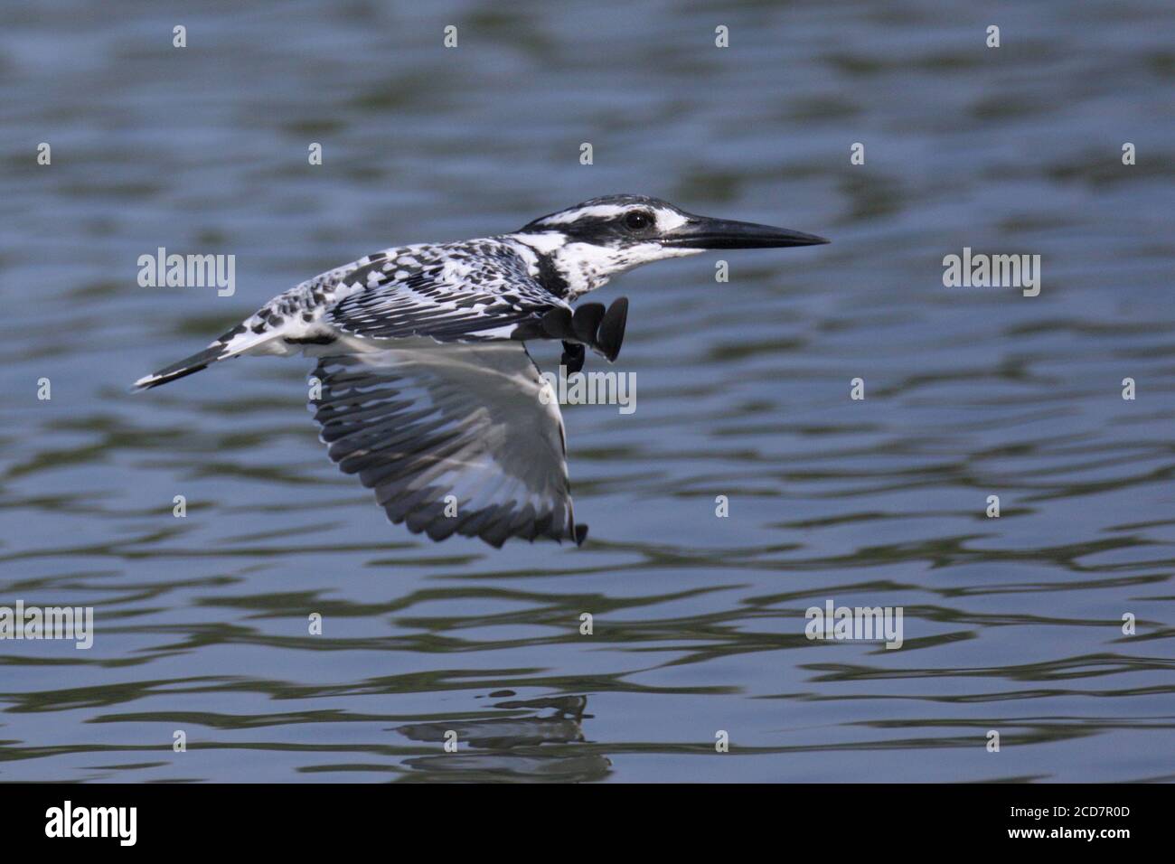 Pied Kingfisher (Ceryle rudis), adult in flight, Nam Sang Wai, Deep Bay, Hong Kong,  China  4th November 2016 Stock Photo