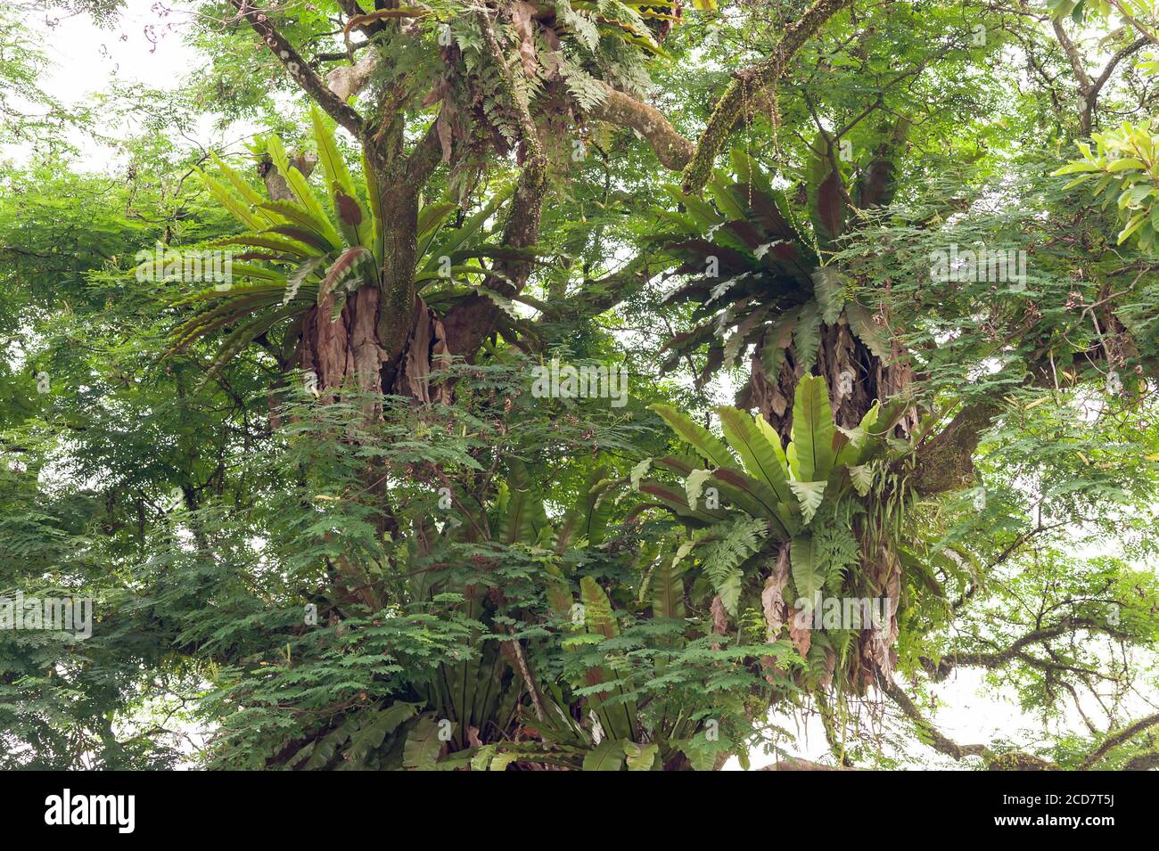 ASPLENIUM GROWING IN A TREE CANOPY Stock Photo