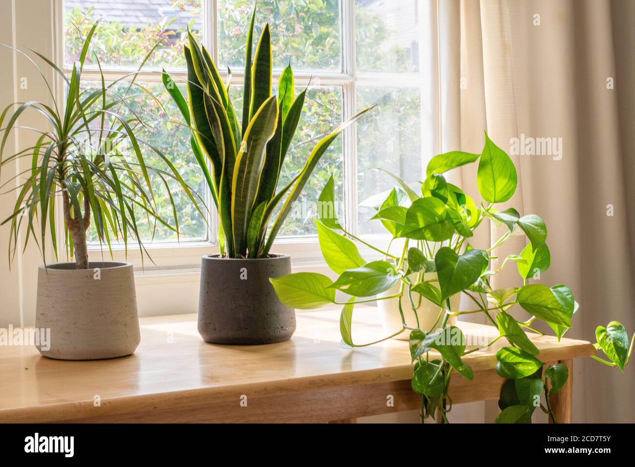 Dragon plant and devils Ivy in a beautifully designed home or apartment interior. Stock Photo