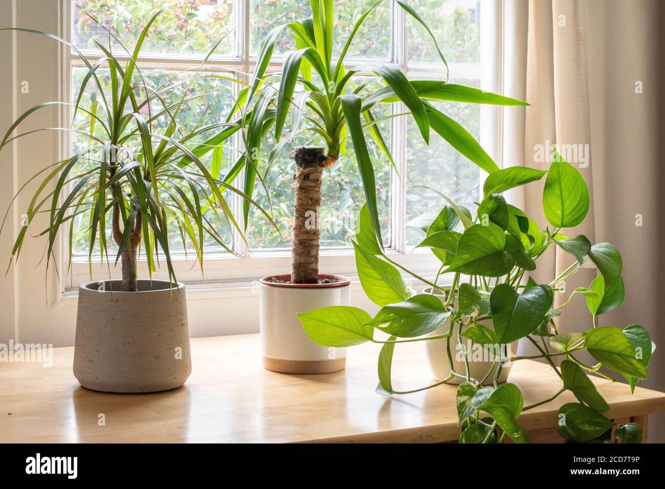 Dragon tree and yucca plant in a beautifully designed home or apartment interior. Stock Photo