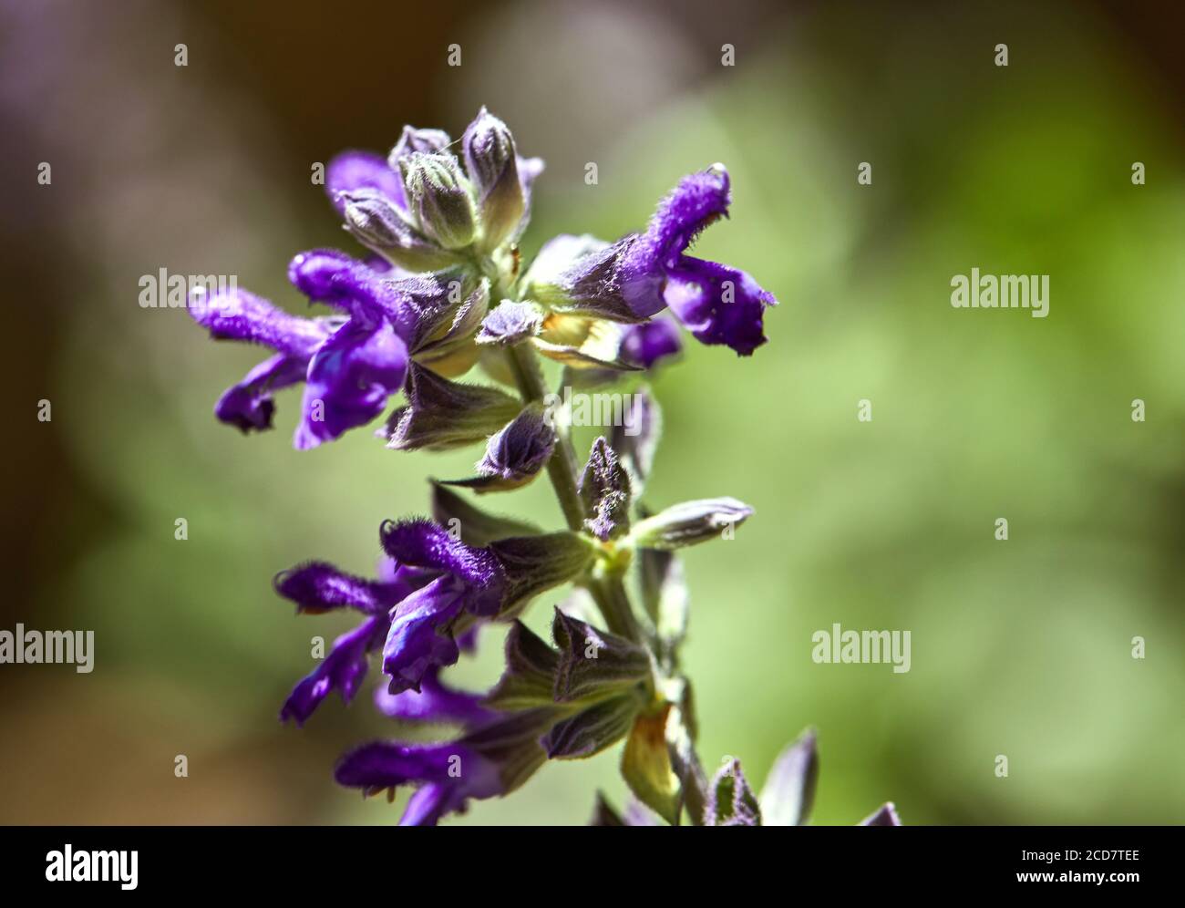 Macro shot honeybee collecting hi-res stock photography and images - Alamy