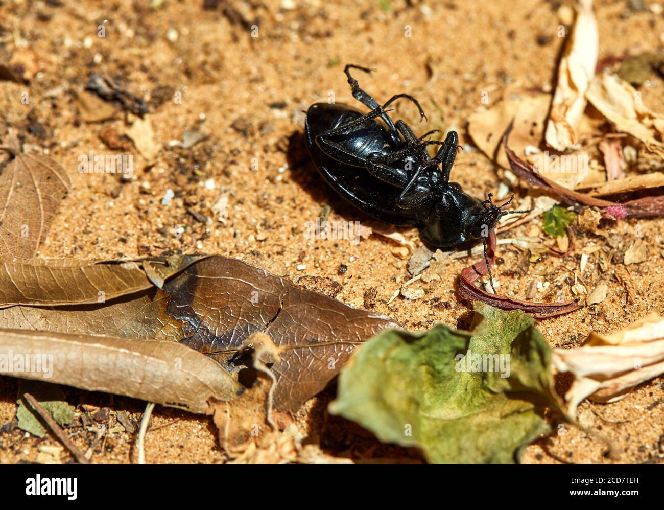Black beetle, flipped on its back, lying on the ground, macro Stock Photo