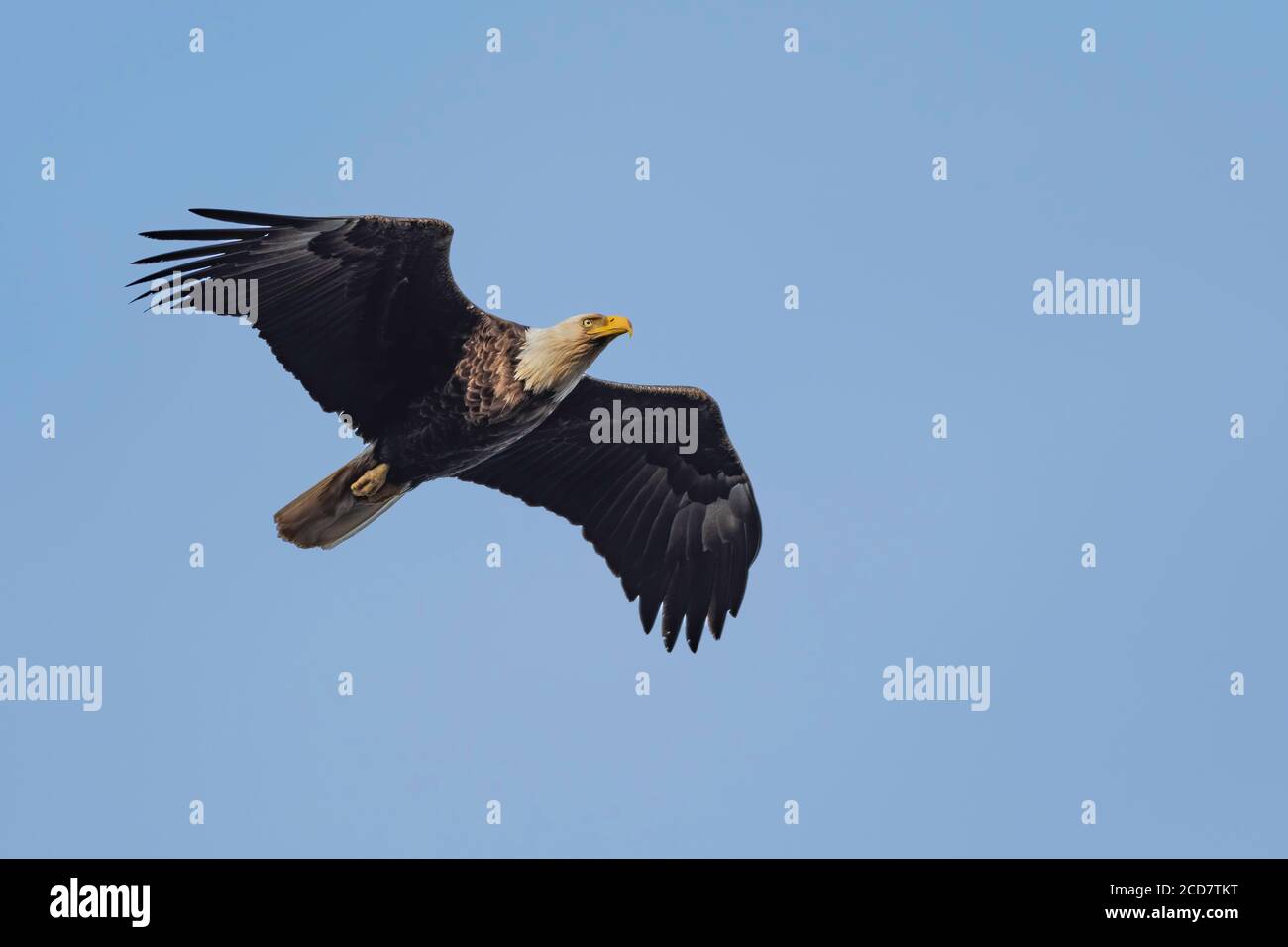 Bald Eagle Soaring above ocean with blue sky Stock Photo