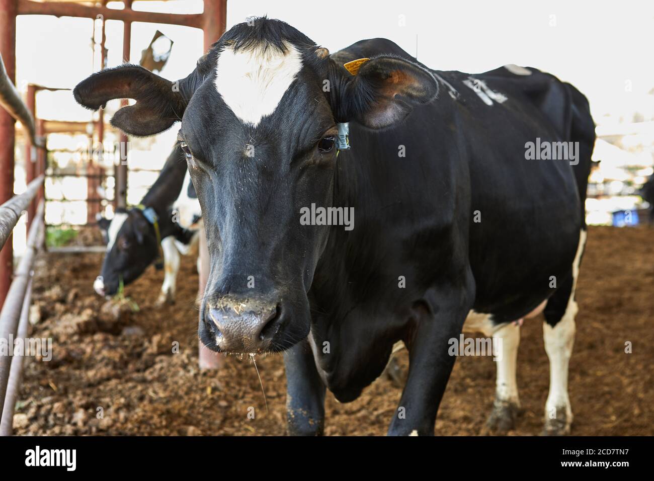 Cows farm kibbutz Village. Countryside area April 2019. Stock Photo