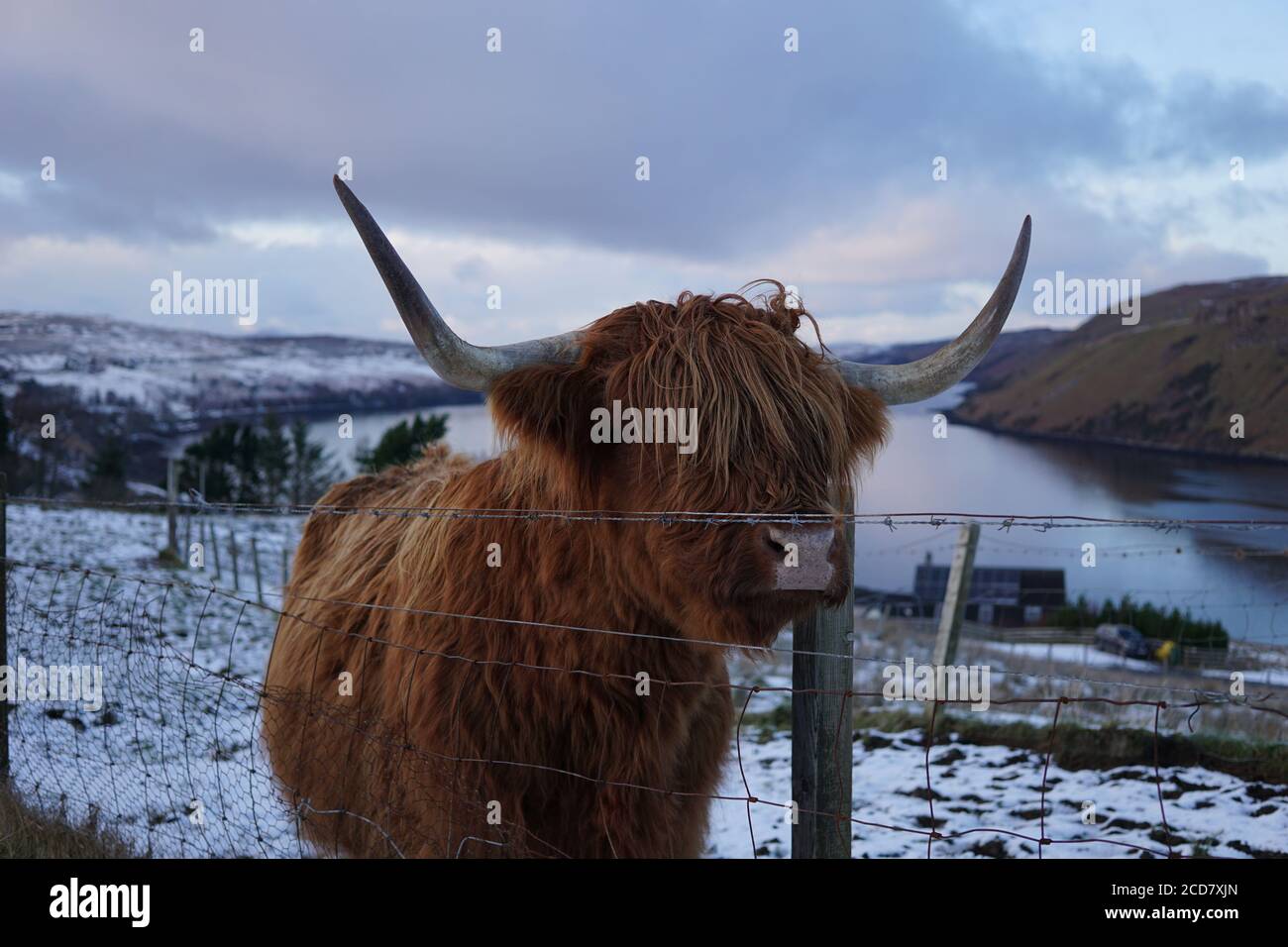 Highland Cattle looking through fencing, Isle of Skye Stock Photo