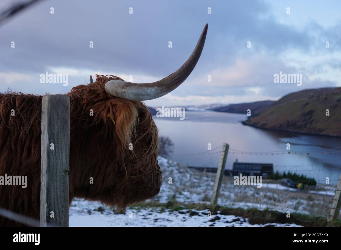 Highland Cattle looking over Loch on the Isle of Skye Stock Photo