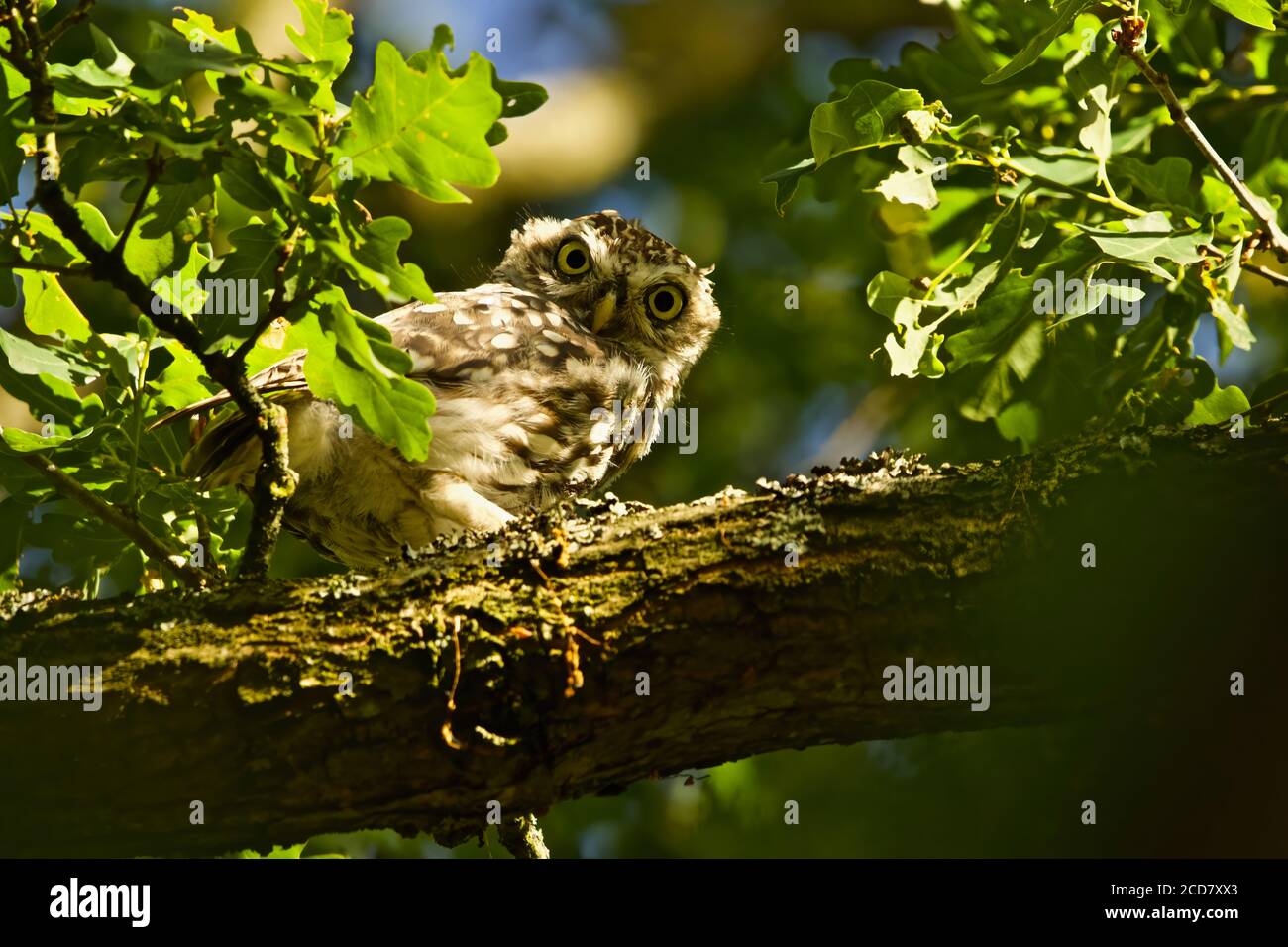 Little Owl in a Tree Stock Photo