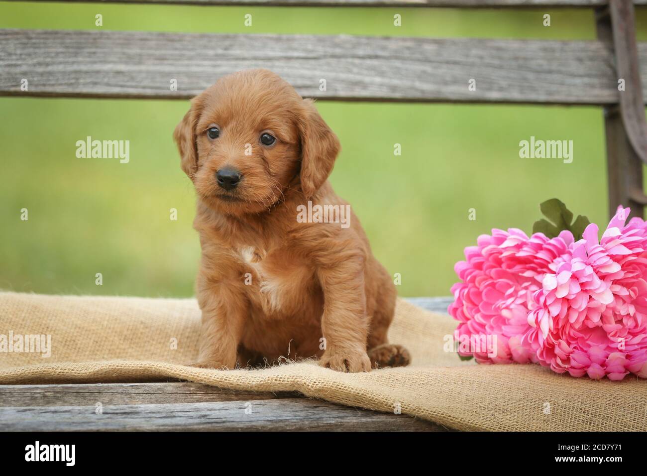 F1 Goldendoodle Puppy sitting on a bench by flowers Stock Photo
