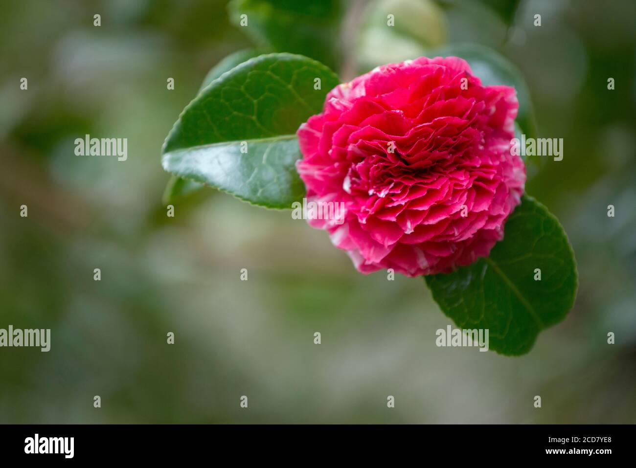 COMPACT PINK DOUBLE CAMELIA FLOWER Stock Photo