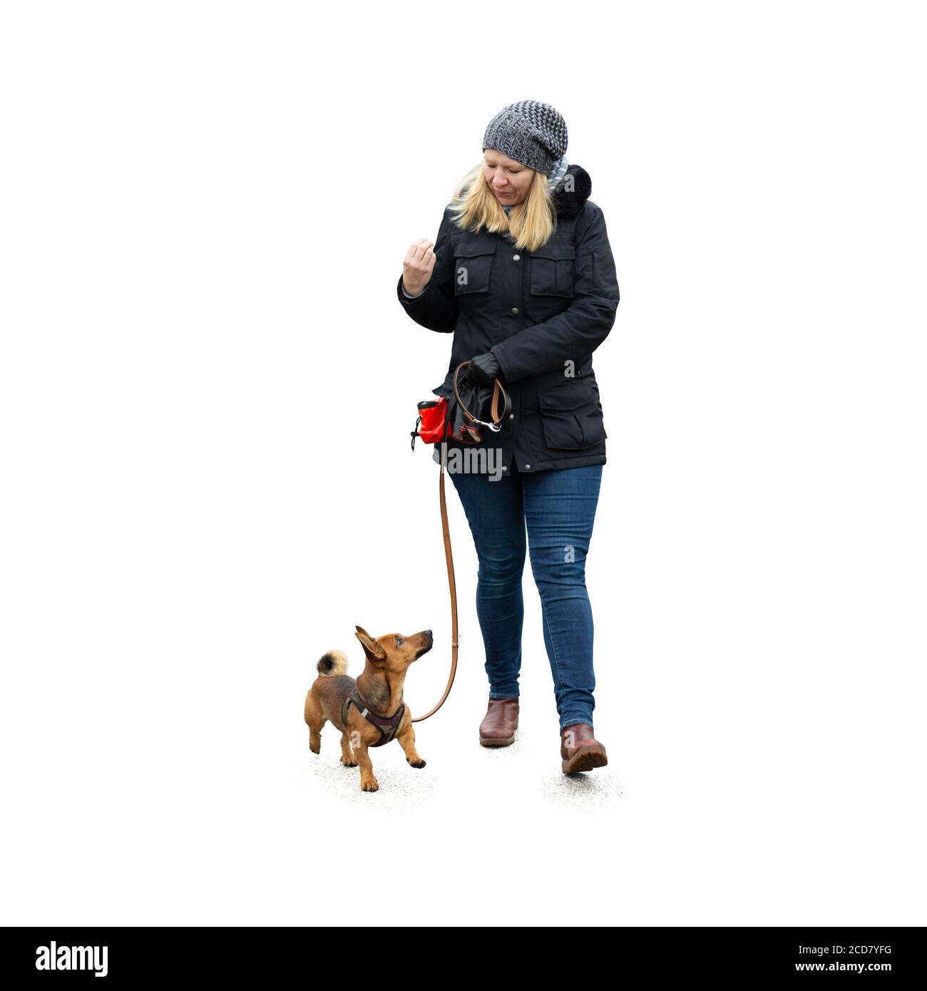 A woman and her little dog practicing "walking to heel" isolated on