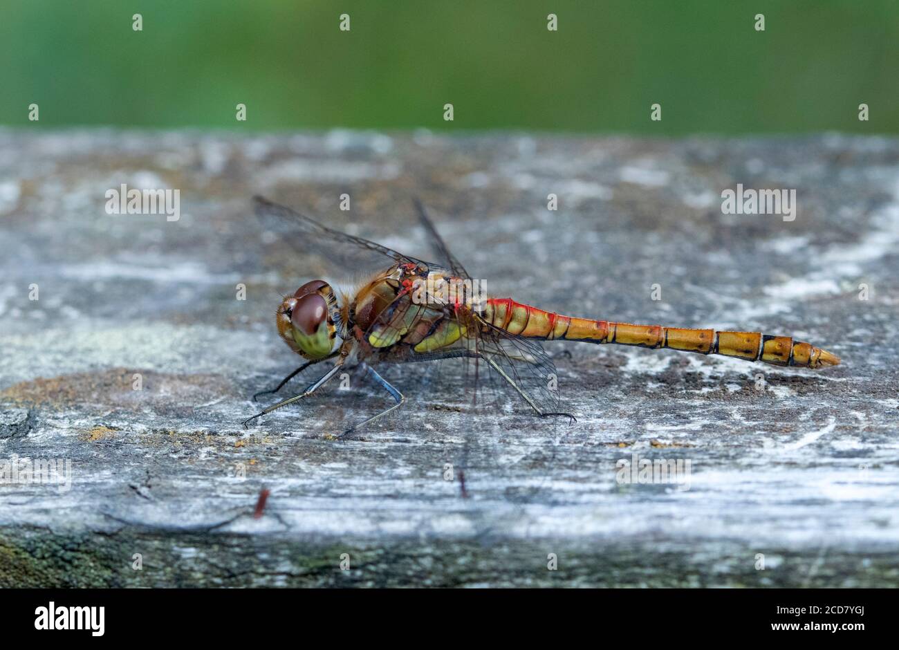 Common Darter Dragonfly male Stock Photo