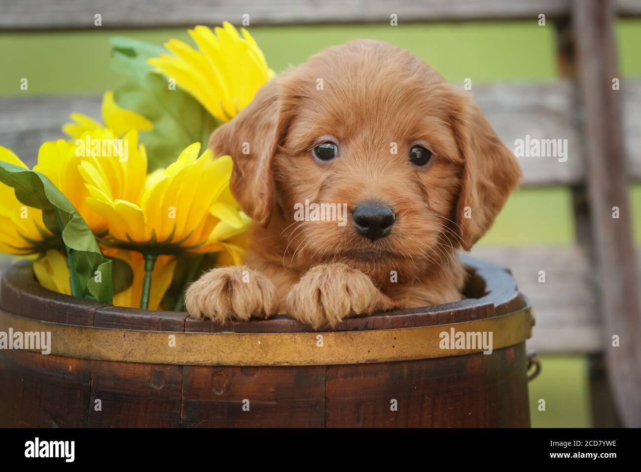F1 Goldendoodle Puppy sitting in a tub Stock Photo