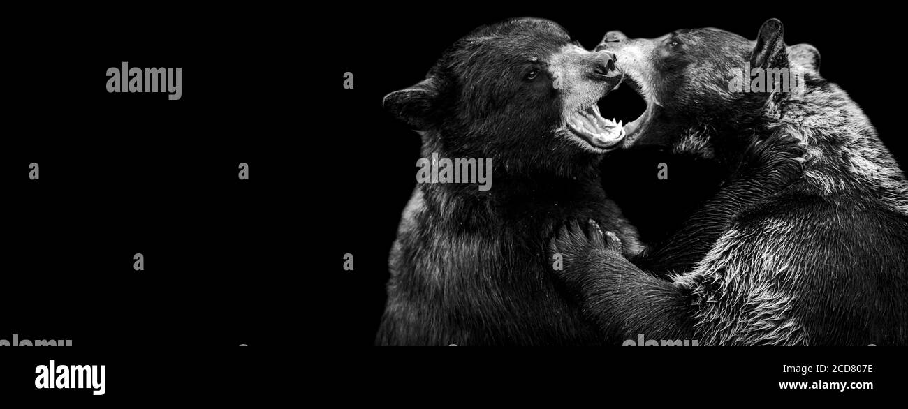 Template of a black bearwith a black background Stock Photo