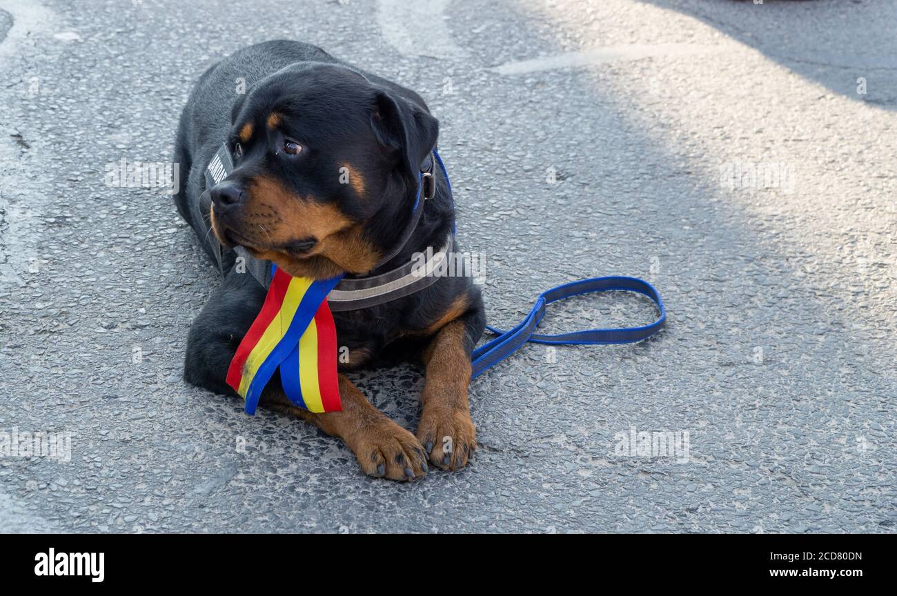 Romania Rotti Rottweiler Romani