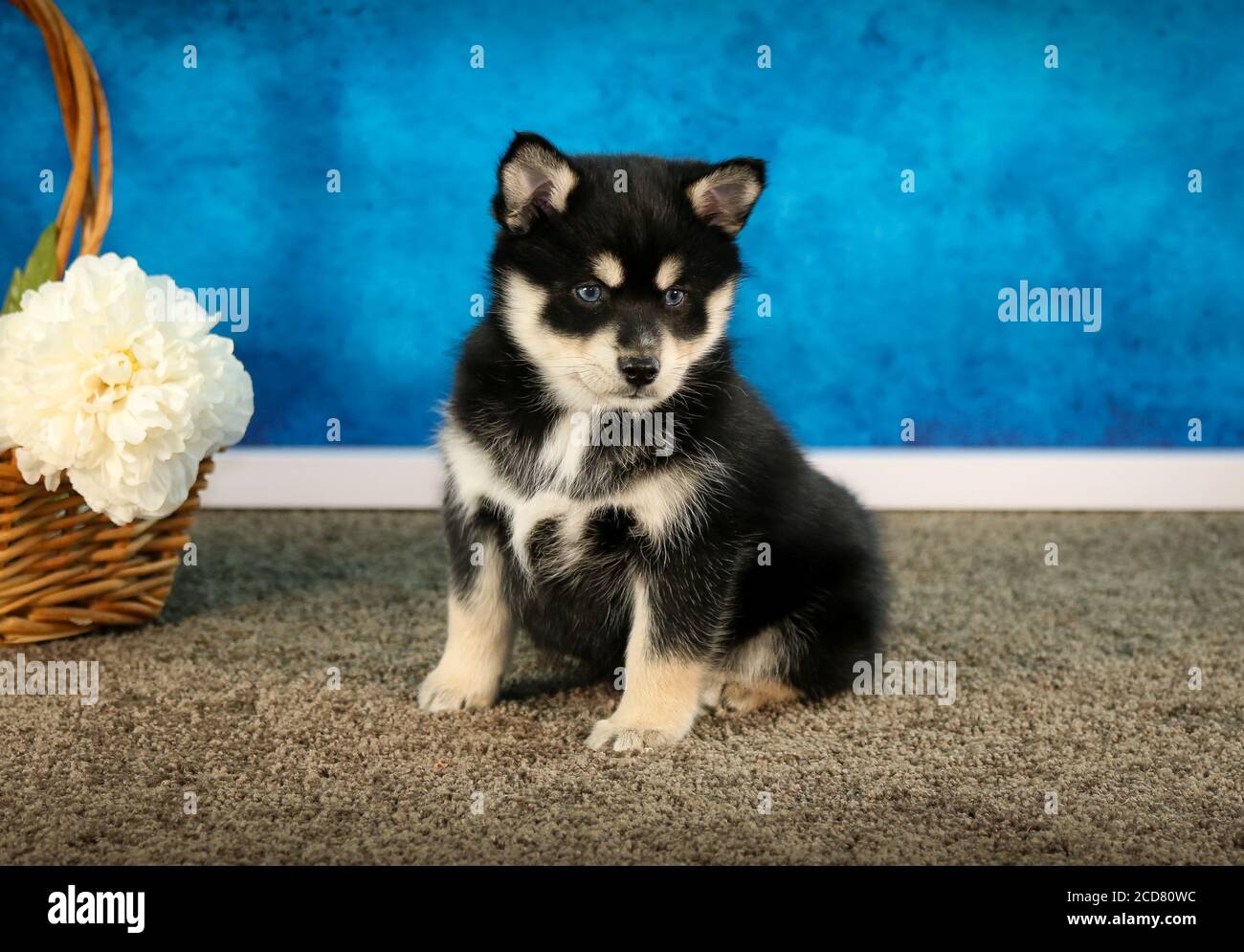 Pomsky Puppy on rug in front of blue wall Stock Photo