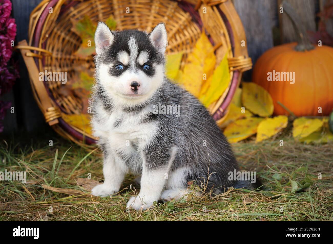 Pomsky Puppy in a fall autumn scene Stock Photo
