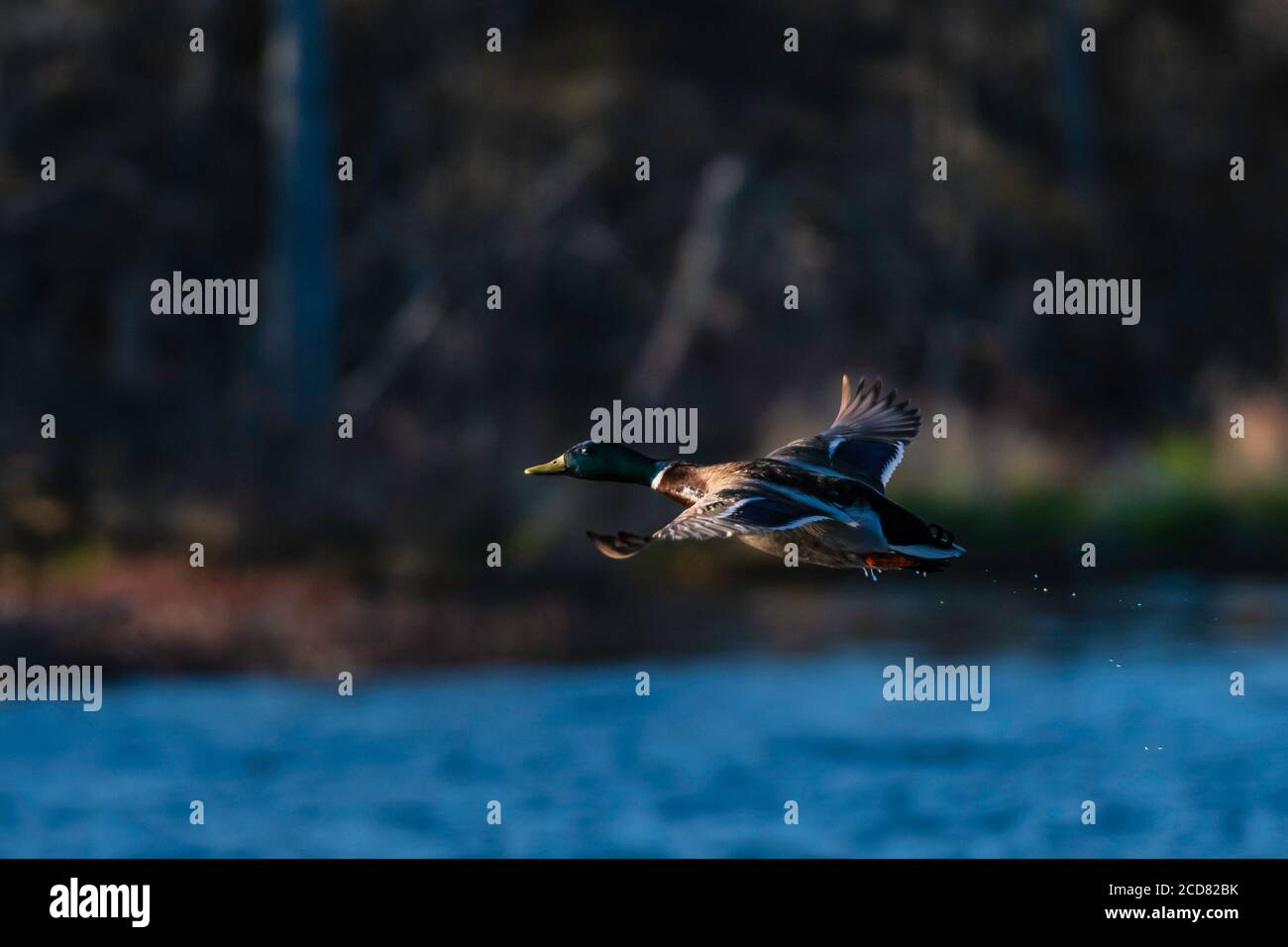 Mallard Duck takes flight over pond in evening light Stock Photo