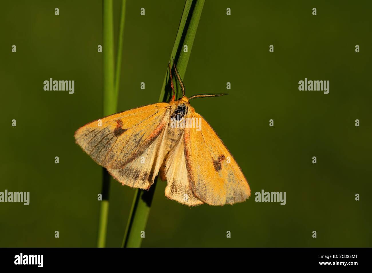 Clouded Buff moth - Diacrisia sannio, beautiful colored moth from European meadows and grasslands, Zlin, Czech Republic. Stock Photo