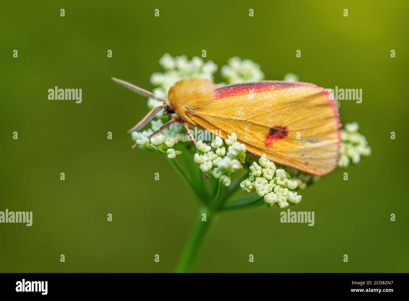Clouded Buff moth - Diacrisia sannio, beautiful colored moth from European meadows and grasslands, Zlin, Czech Republic. Stock Photo