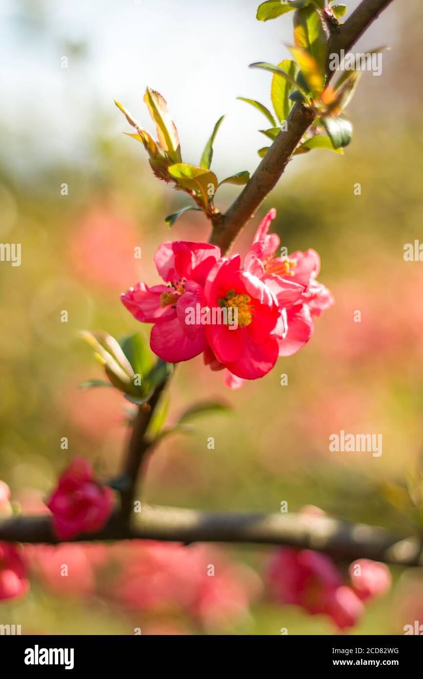 Blooming pink quince flowers against the background of the spring garden. Stock Photo