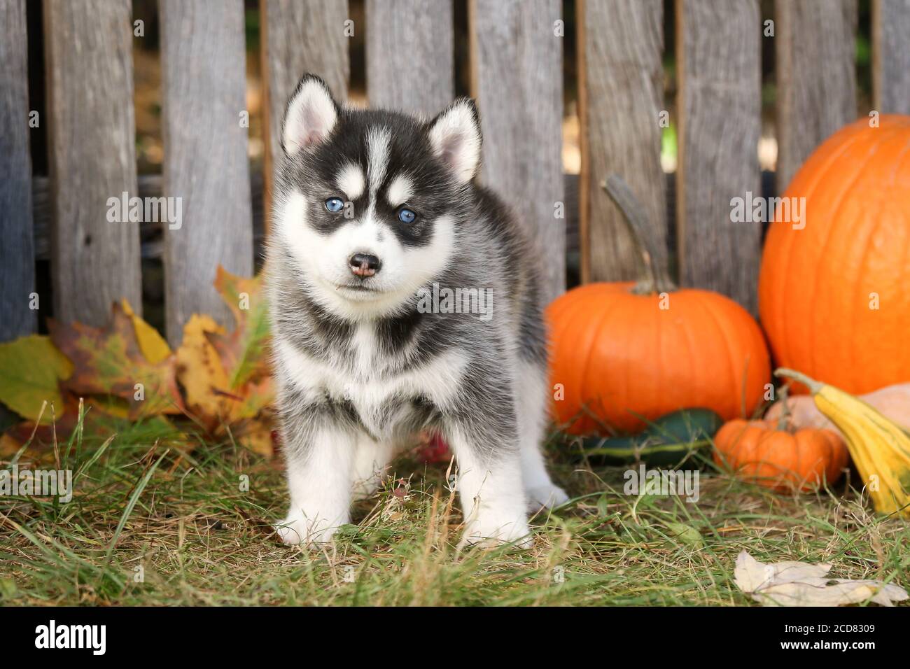 Pomsky Puppy in a fall autumn scene Stock Photo