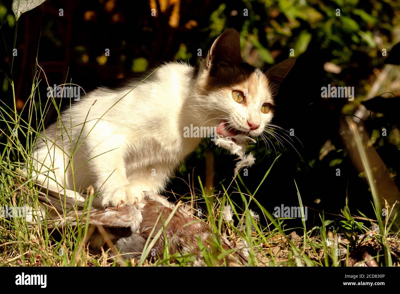 Tree colored young domestic cat bites a captured pigeon on green grass in the garden. Cat predator and dove. Stock Photo