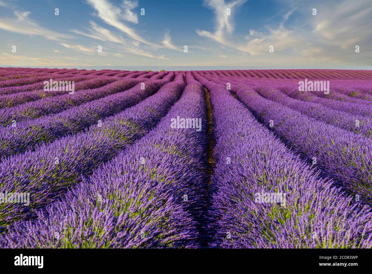 Lavender field in bloom, Plateau de Valensole, Provence, France Stock Photo