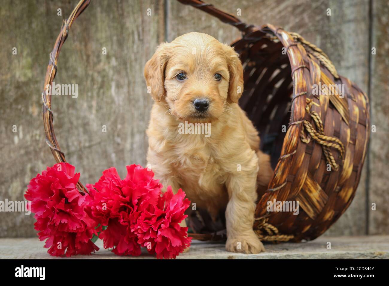 F1 Goldendoodle puppy sitting in a basket on a wooden bench Stock Photo