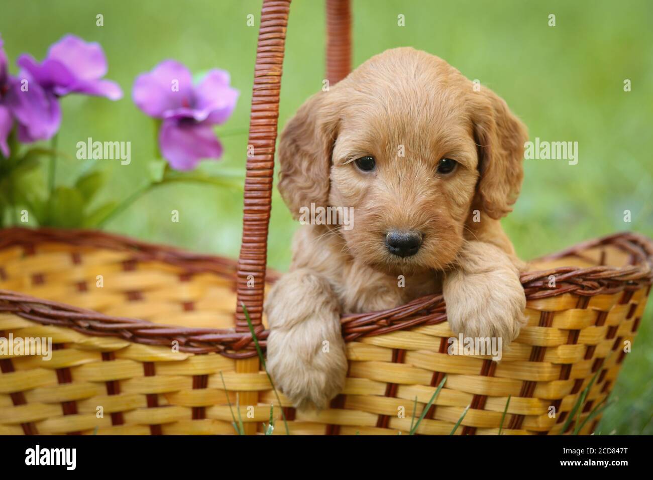 F1 Goldendoodle puppy sitting in a basket on a wooden bench Stock Photo