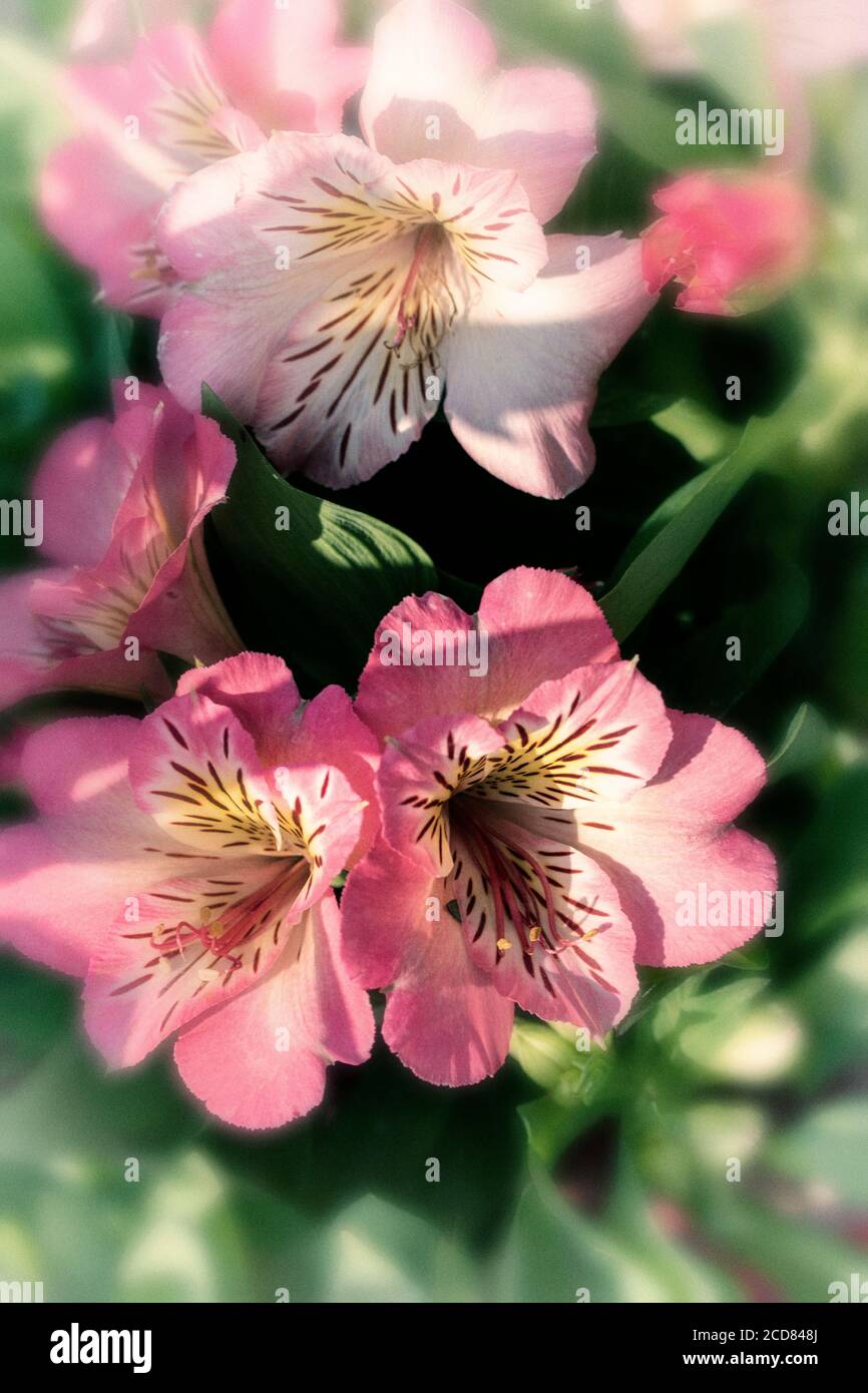 Alstroemeria (inticancha sunshine) flower portrait Stock Photo