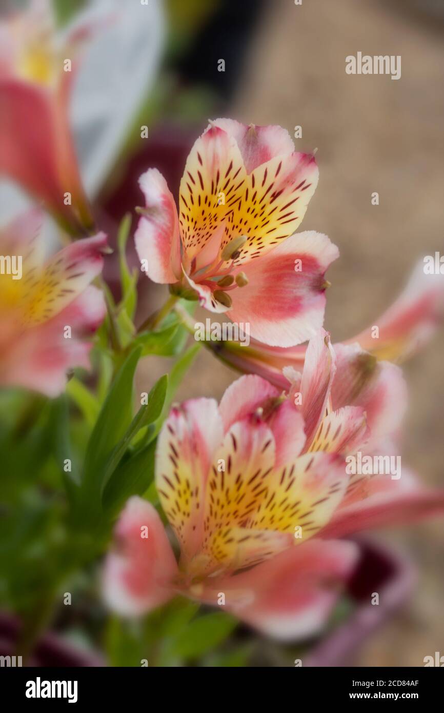 Alstroemeria (Jean) flower portrait Stock Photo