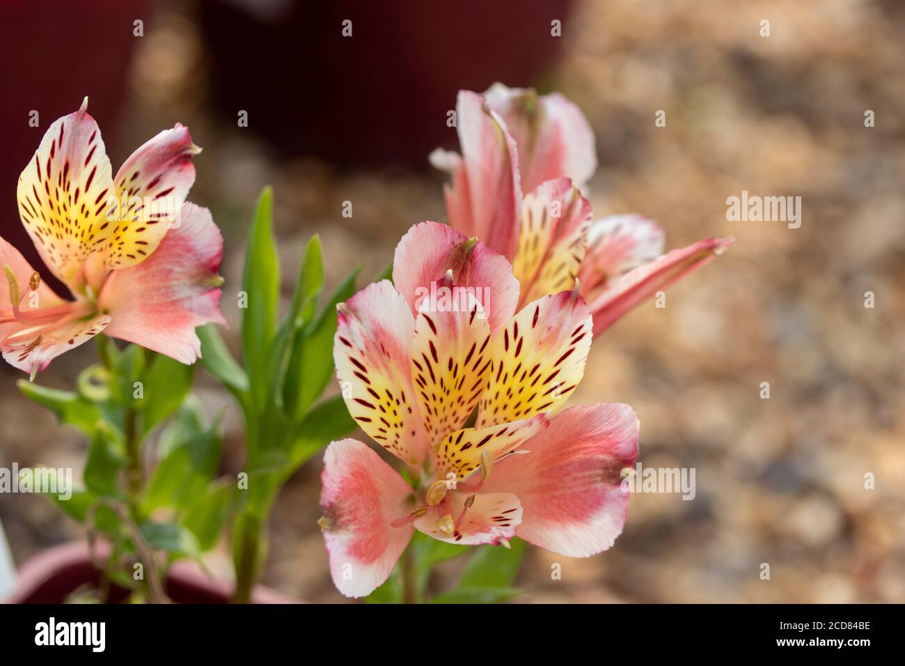 Alstroemeria,  flower portrait Stock Photo