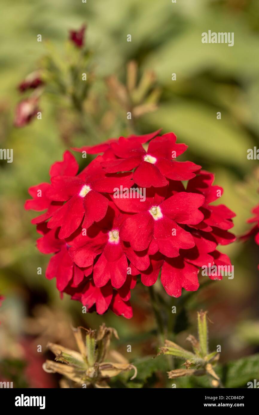 Verbena showboat hi-res stock photography and images - Alamy