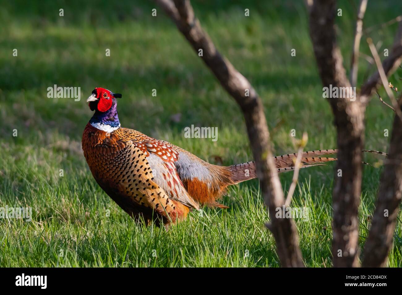 Ring-necked Pheasant in field late afternoon sunshine Stock Photo