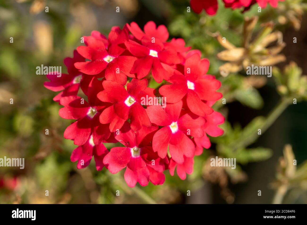 Verbena showboat hi-res stock photography and images - Alamy