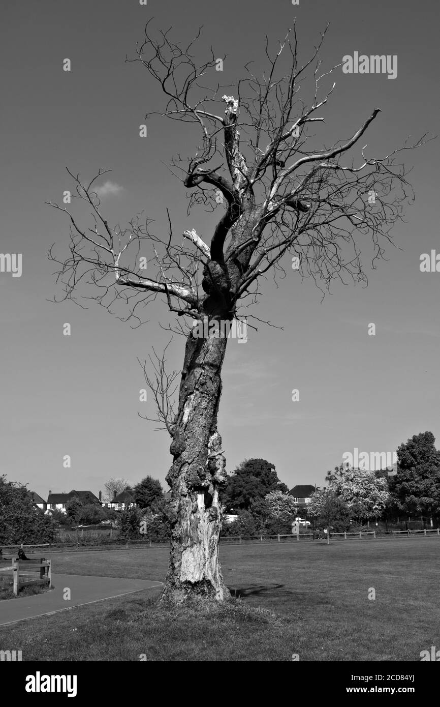 A creepy dead tree - spotted in London, England, Uk. Stock Photo